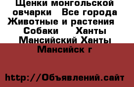 Щенки монгольской овчарки - Все города Животные и растения » Собаки   . Ханты-Мансийский,Ханты-Мансийск г.